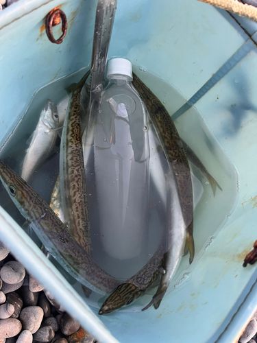 ヤマトカマスの釣果