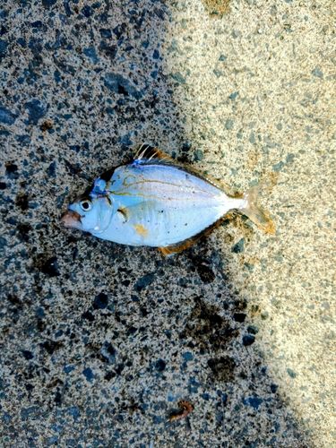 ヒイラギの釣果