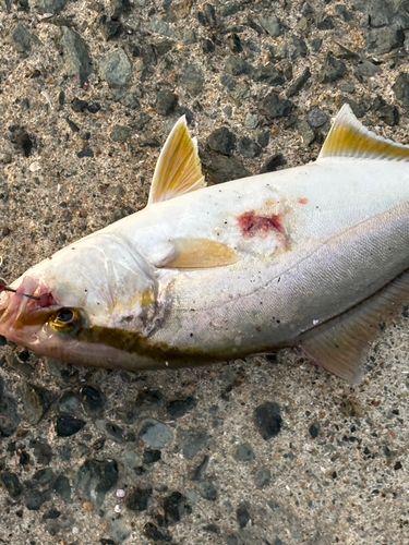 ネリゴの釣果