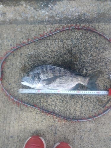 チヌの釣果