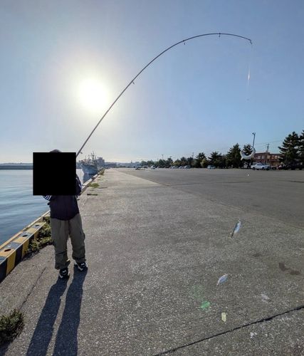 マイワシの釣果