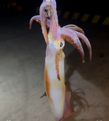 ケンサキイカの釣果