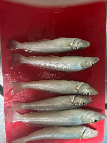 キスの釣果