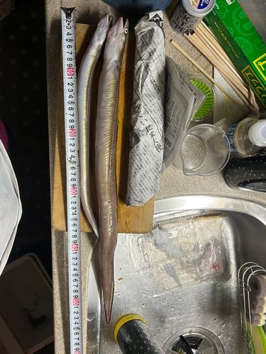 アナゴの釣果