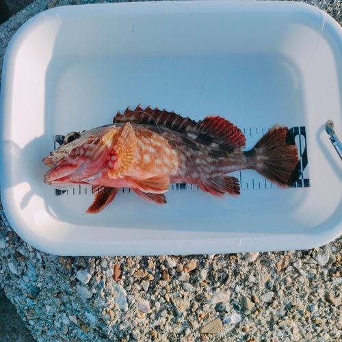 カサゴの釣果