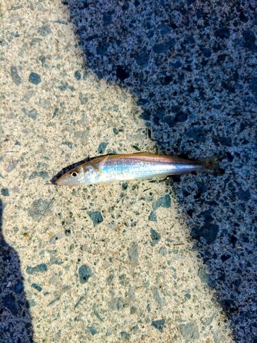 シロギスの釣果