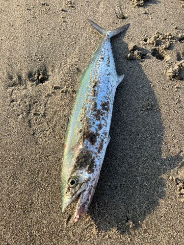 サゴシの釣果