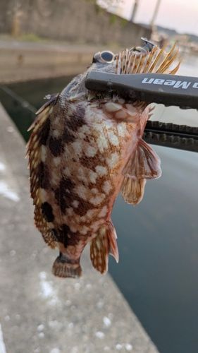 カサゴの釣果