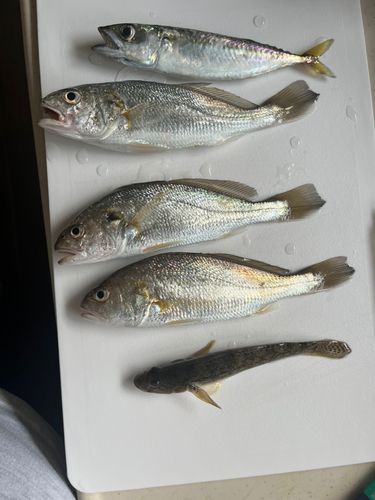 サバの釣果