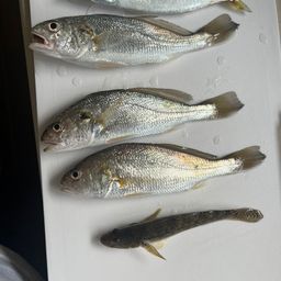 サバ