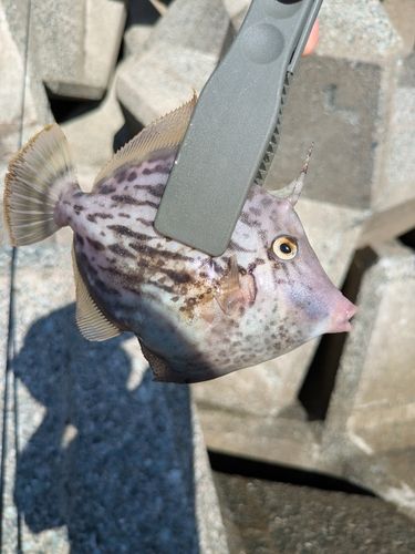 カワハギの釣果