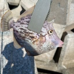 カワハギ