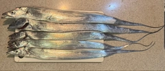 タチウオの釣果