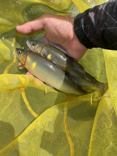 アユの釣果