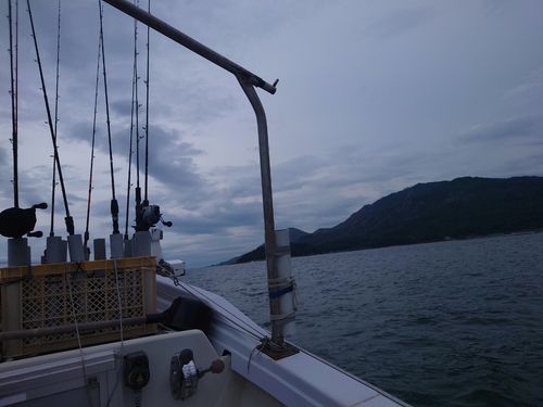 イサキの釣果