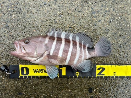 マハタの釣果