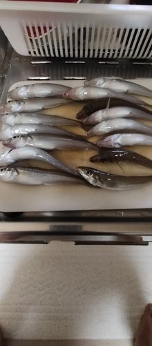 シロギスの釣果
