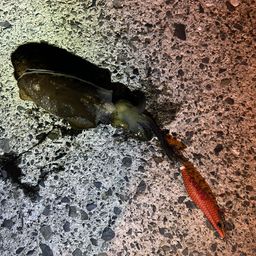 アオリイカ