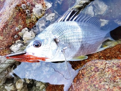 キビレの釣果