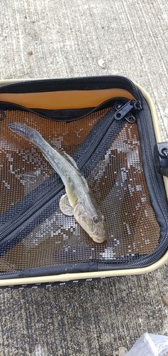 マハゼの釣果