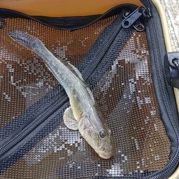 マハゼ