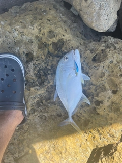 ロウニンアジの釣果