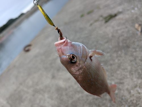 タイの釣果