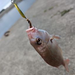 タイ