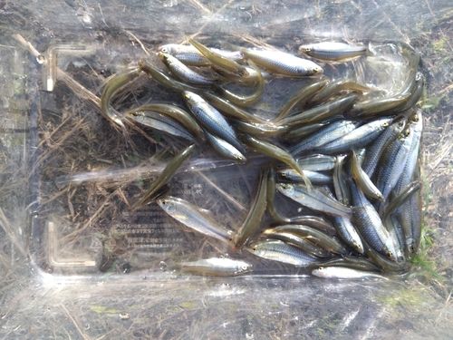 タモロコの釣果