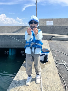 カワハギの釣果