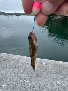 スジハゼの釣果