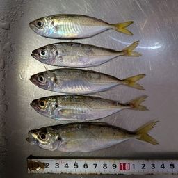 アジ
