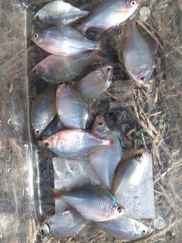 タイリクバラタナゴの釣果