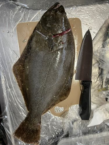 ヒラメの釣果