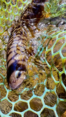 ヤマトイワナの釣果