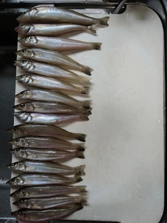 キスの釣果