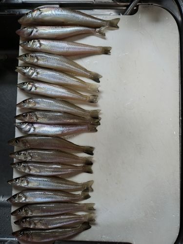 カマスの釣果