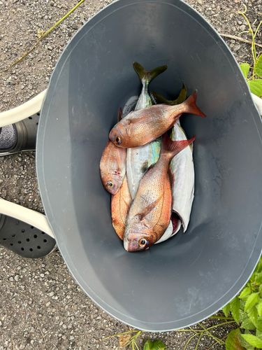 ツバスの釣果