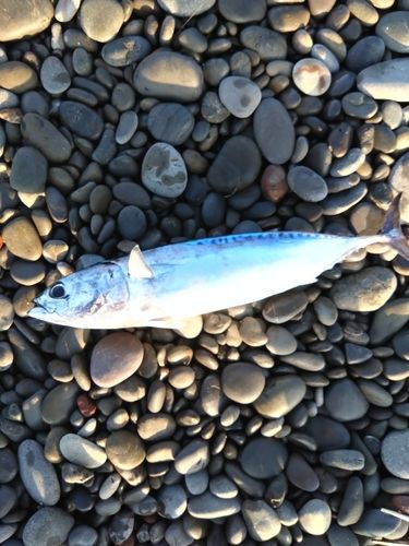 メジカの釣果
