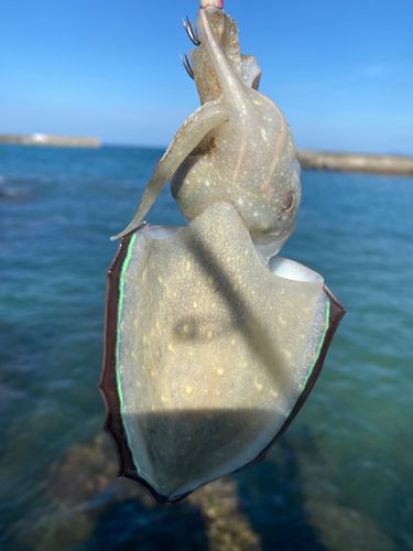 コウイカの釣果