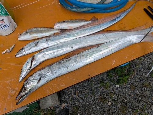 タチウオの釣果