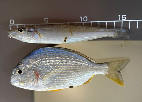 キスの釣果