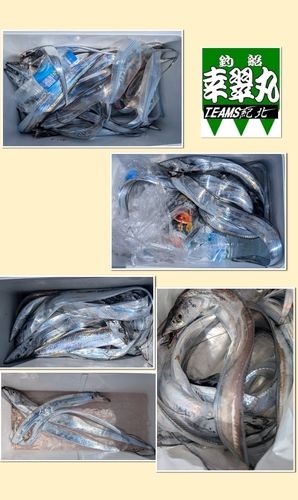 タチウオの釣果