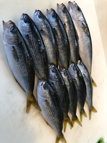 タカベの釣果