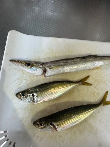 カマスの釣果