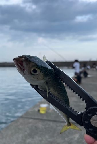 サバの釣果