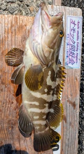 クエの釣果
