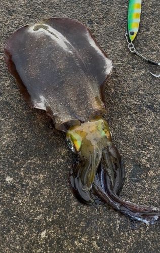 イカの釣果