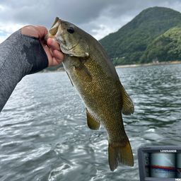 スモールマウスバス