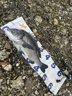 チヌの釣果